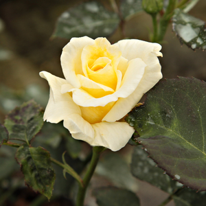 Trandafir pentru straturi care înflorește devreme grupat şi foarte bogat.